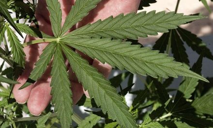 Lawmakers Blast Agency Over Marijuana Rules