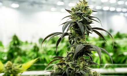 Multi-State Cannabis Operator Verano Holdings to Move Into Arizona and Florida with AltMed Acquisition